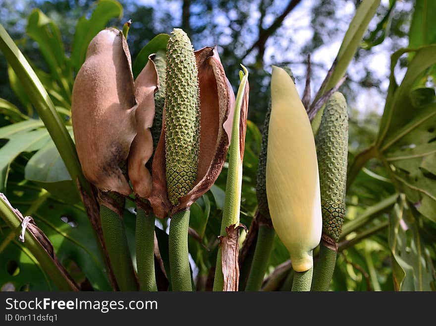 Plant, Flora, Leaf, Zaminkand