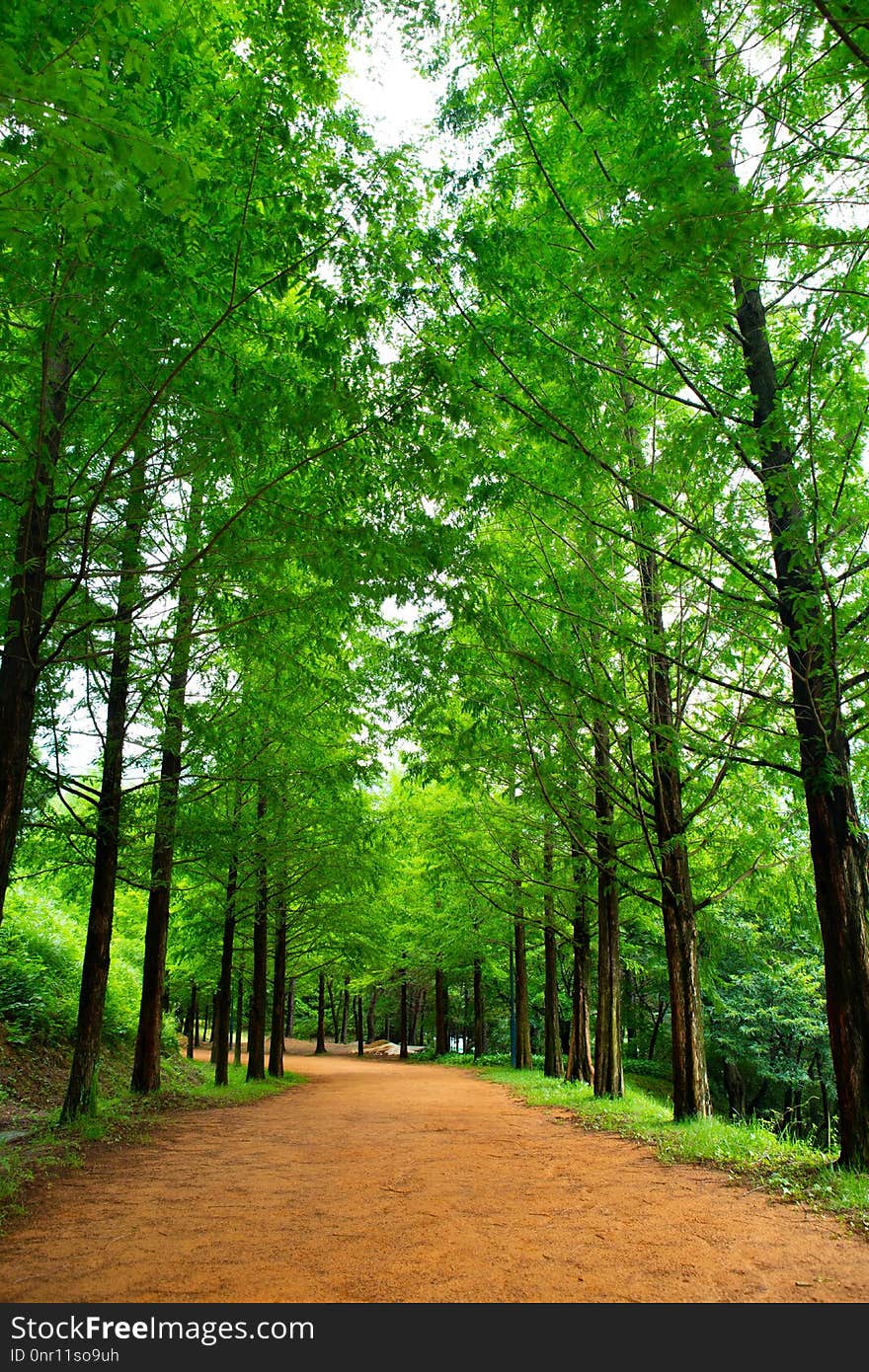 Nature, Green, Tree, Ecosystem