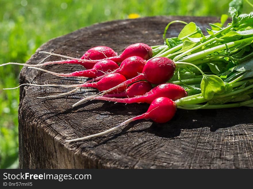 A bunch of fresh radishes on a backdrop background. A bunch of fresh radishes on a backdrop background