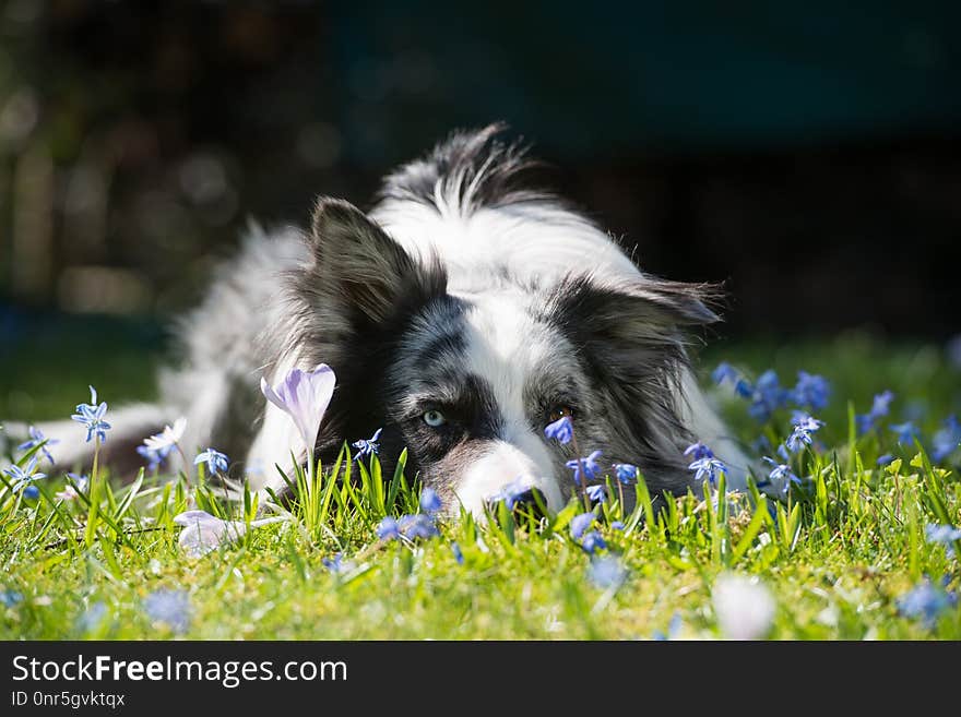 Border collie lying in a spring flower meadow looking to the camera
