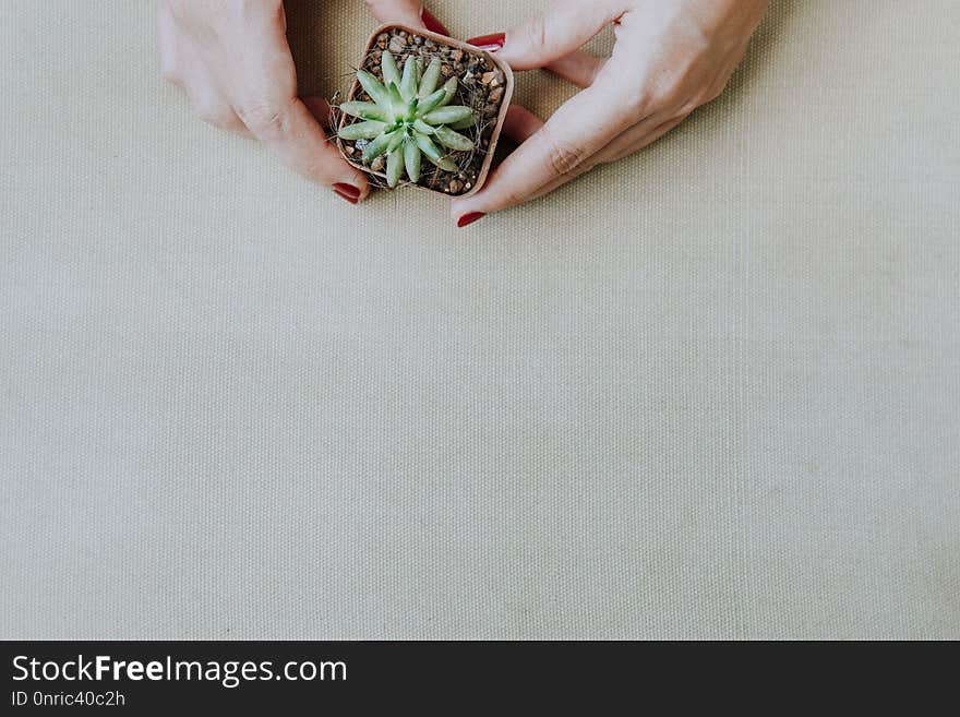 Flat lay of female hand holding a small cactus