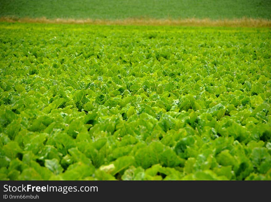 Field, Agriculture, Leaf Vegetable, Grass