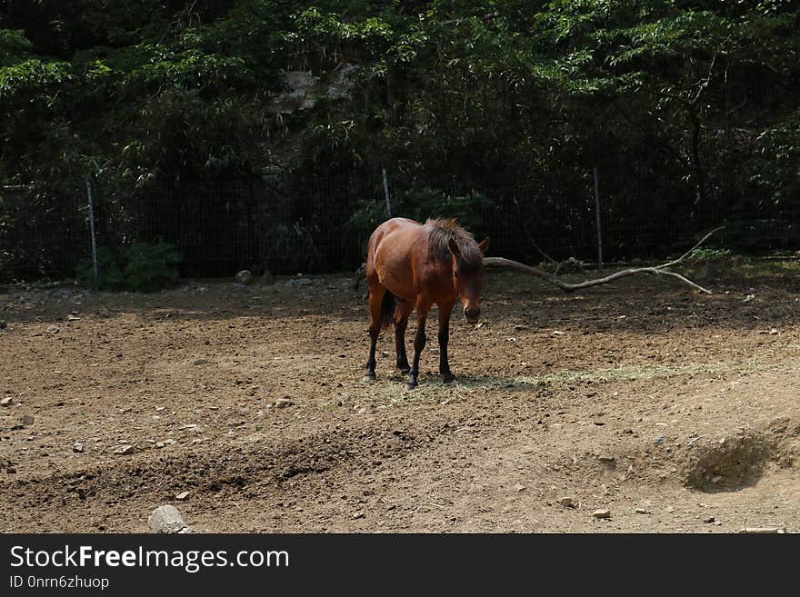 Horse, Horse Like Mammal, Fauna, Pasture