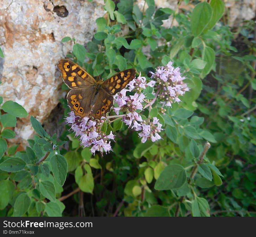 Butterfly, Lilac, Moths And Butterflies, Brush Footed Butterfly