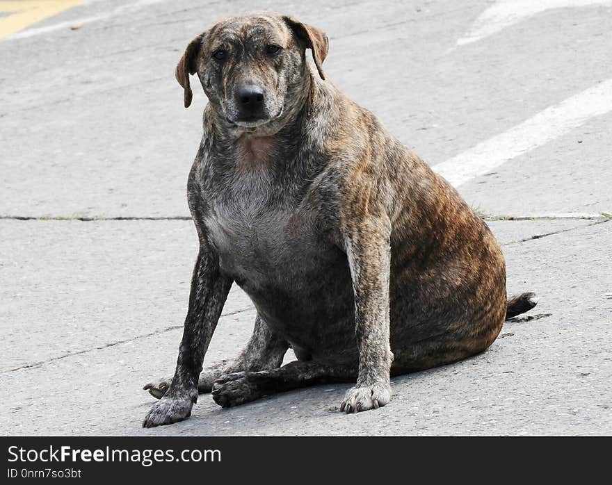 Dog, Dog Breed, Street Dog, Dog Like Mammal