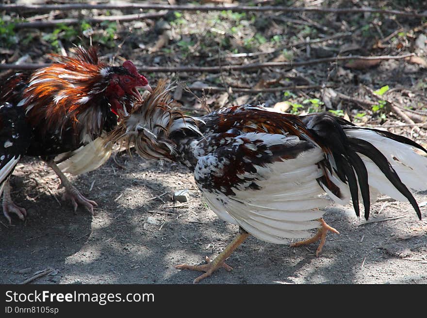 Chicken, Bird, Galliformes, Rooster