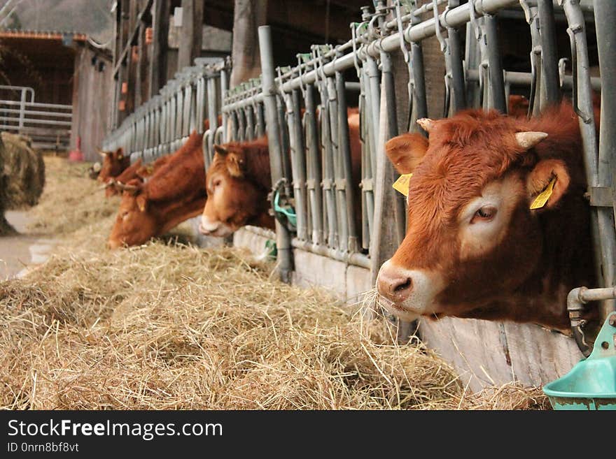 Cattle Like Mammal, Cow Goat Family, Livestock, Farm