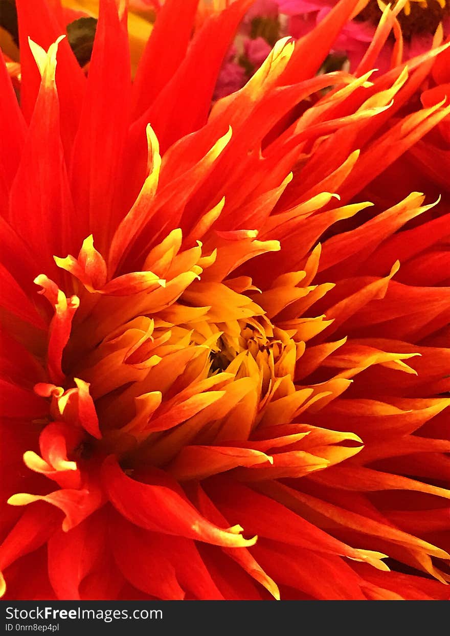 Flower, Orange, Yellow, Flora