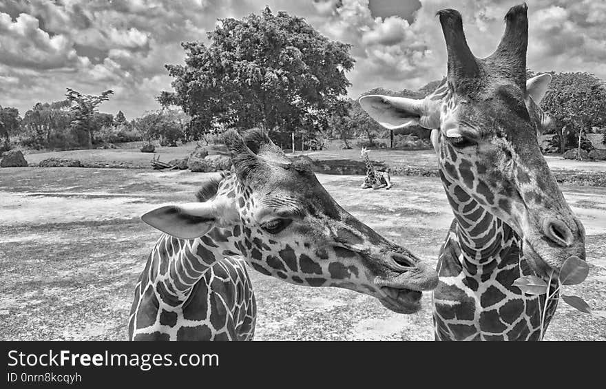 Giraffe, Black And White, Wildlife, Giraffidae