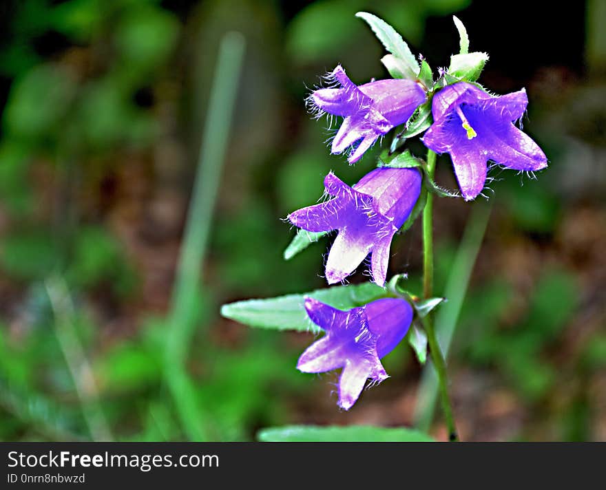 Flora, Plant, Flower, Bellflower Family