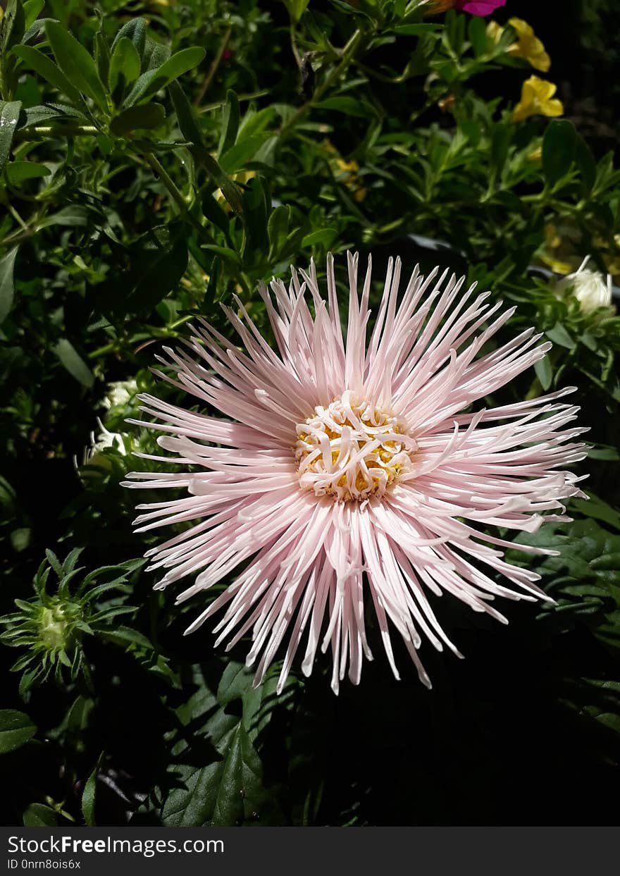 Flower, Plant, Flora, Flowering Plant