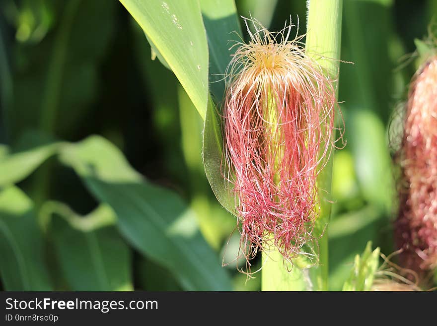 Vegetation, Flora, Close Up, Commodity