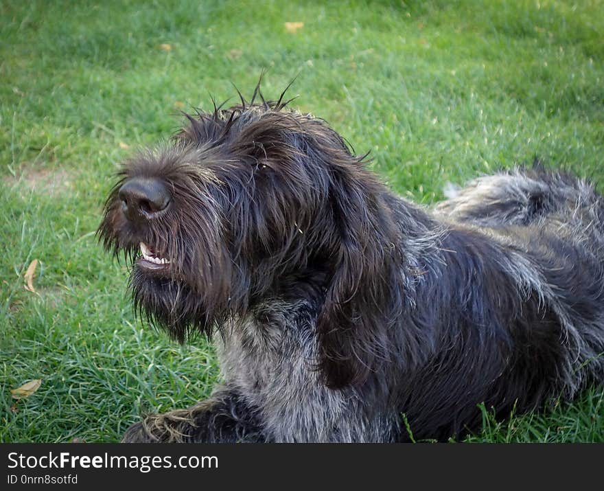 Dog Like Mammal, Dog, Dog Breed, Terrier