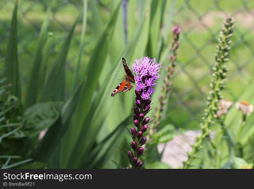 Plant, Flora, Flower, Pollinator