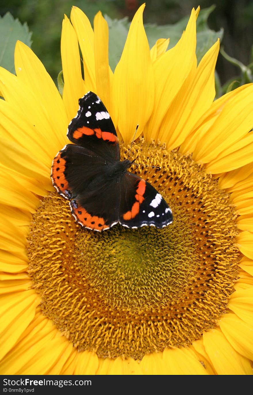 Sunflower, Flower, Invertebrate, Brush Footed Butterfly