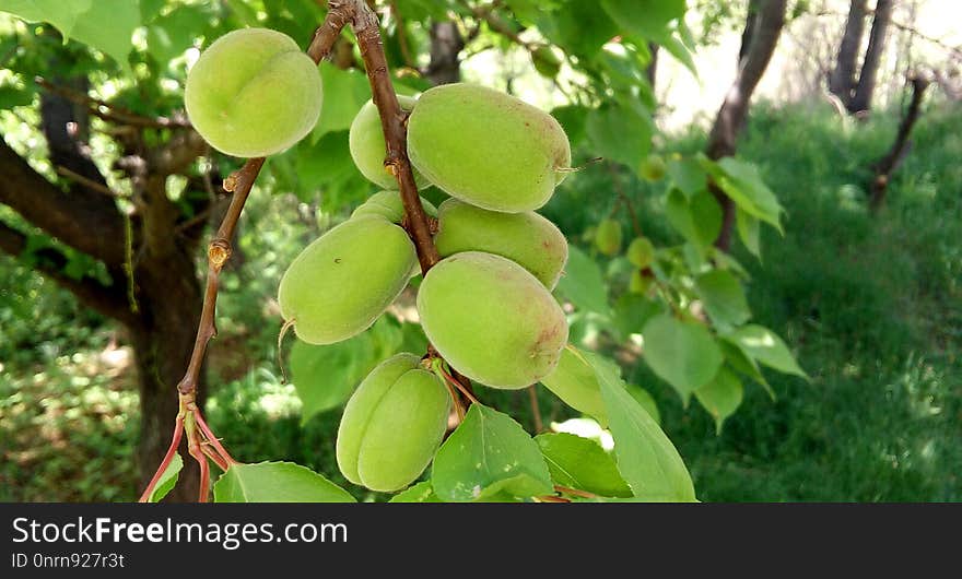 Fruit Tree, Fruit, Plant, Tree