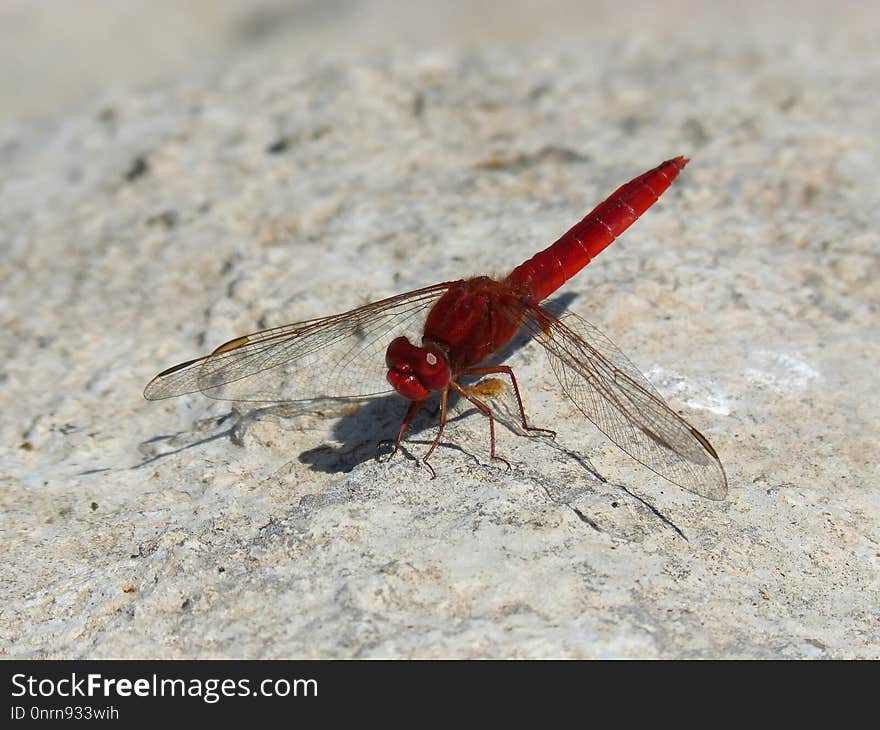 Insect, Dragonfly, Invertebrate, Dragonflies And Damseflies