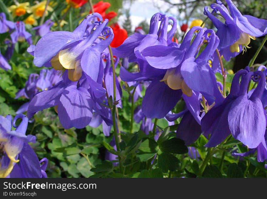 Flower, Plant, Flowering Plant, Flora