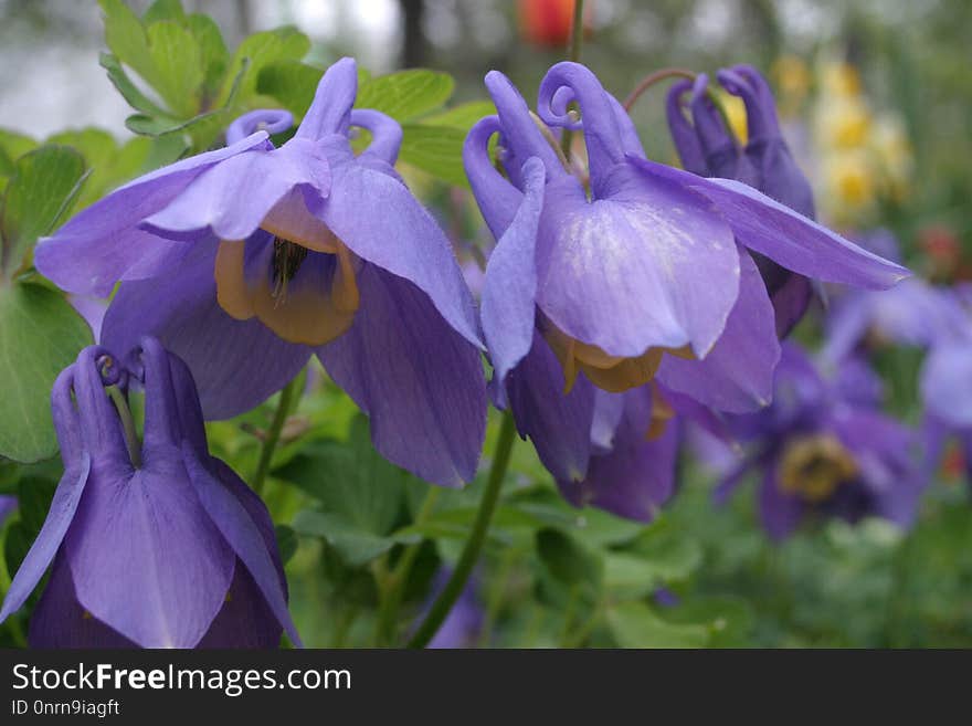 Flower, Plant, Flora, Purple