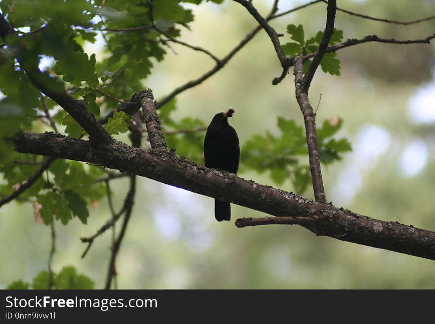 Bird, Branch, Fauna, Beak