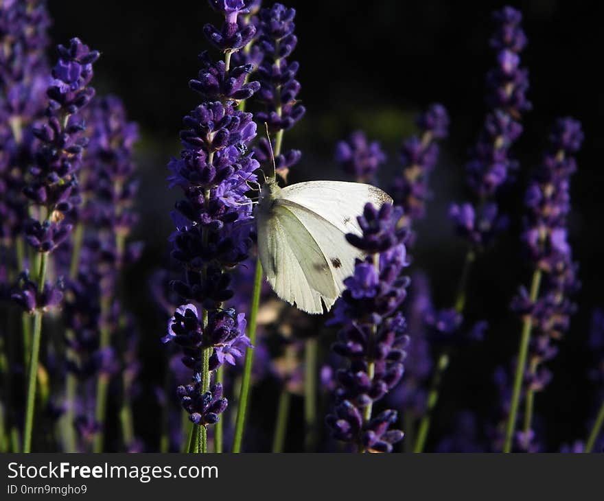 English Lavender, Lavender, Purple, French Lavender