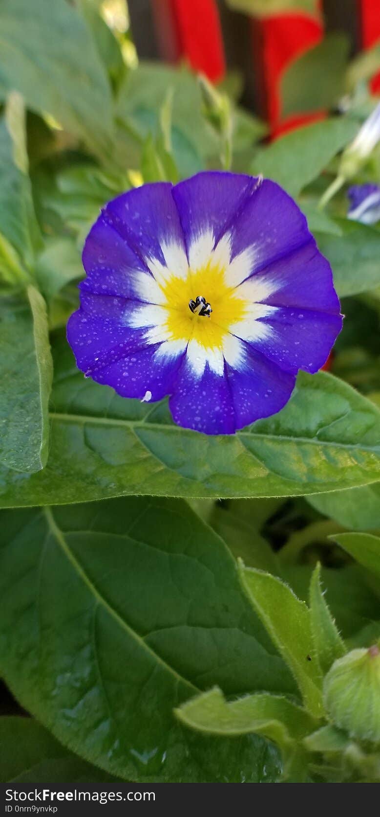 Flower, Plant, Flora, Flowering Plant