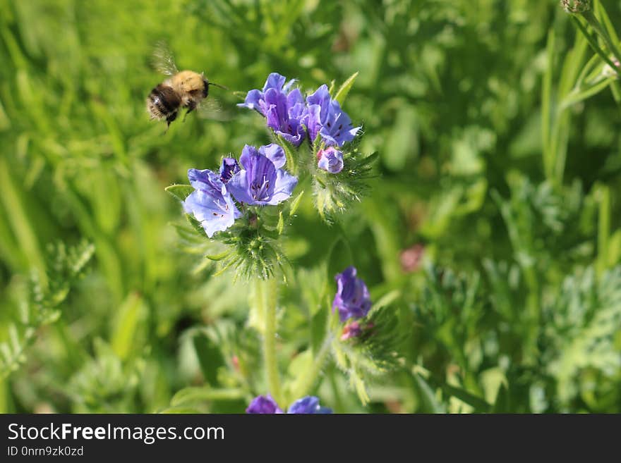 Honey Bee, Bee, Nectar, Hyssopus