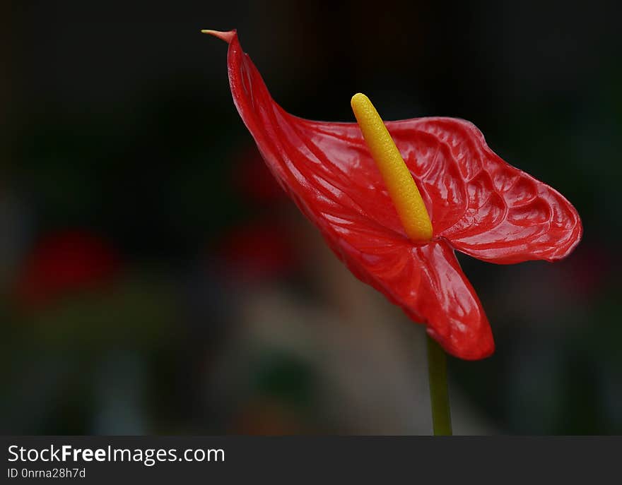 Flower, Flora, Plant, Close Up