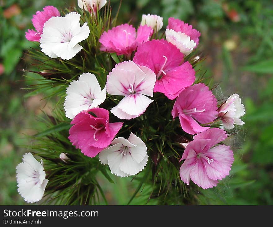 Flower, Plant, Flora, Flowering Plant