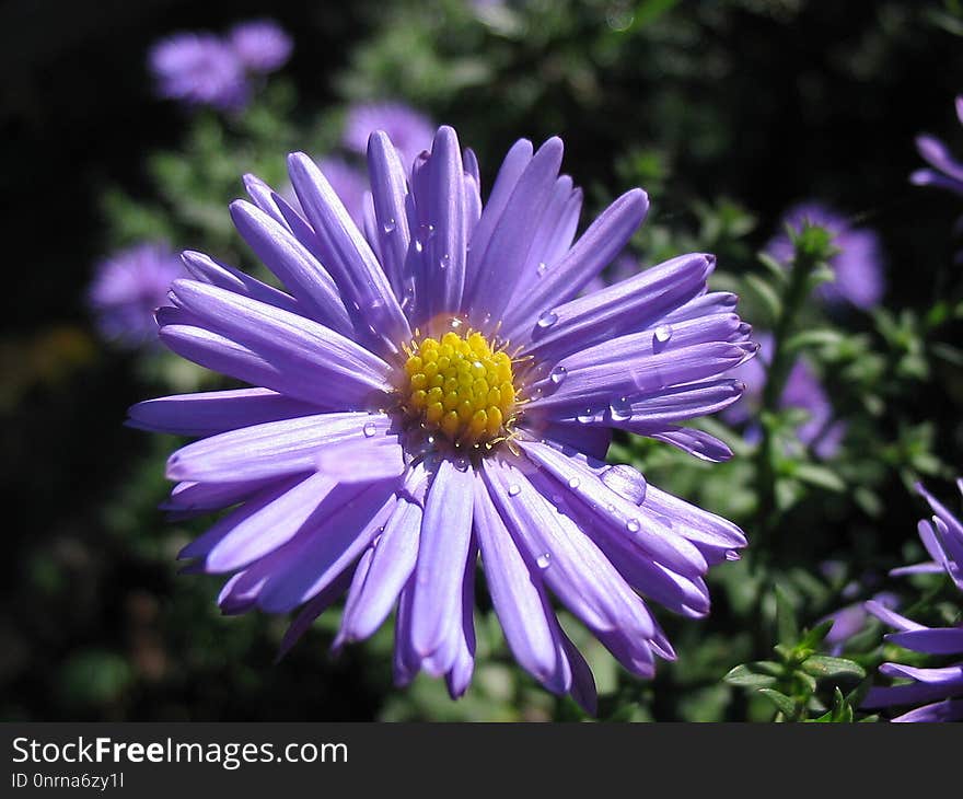 Flower, Aster, Flora, Purple