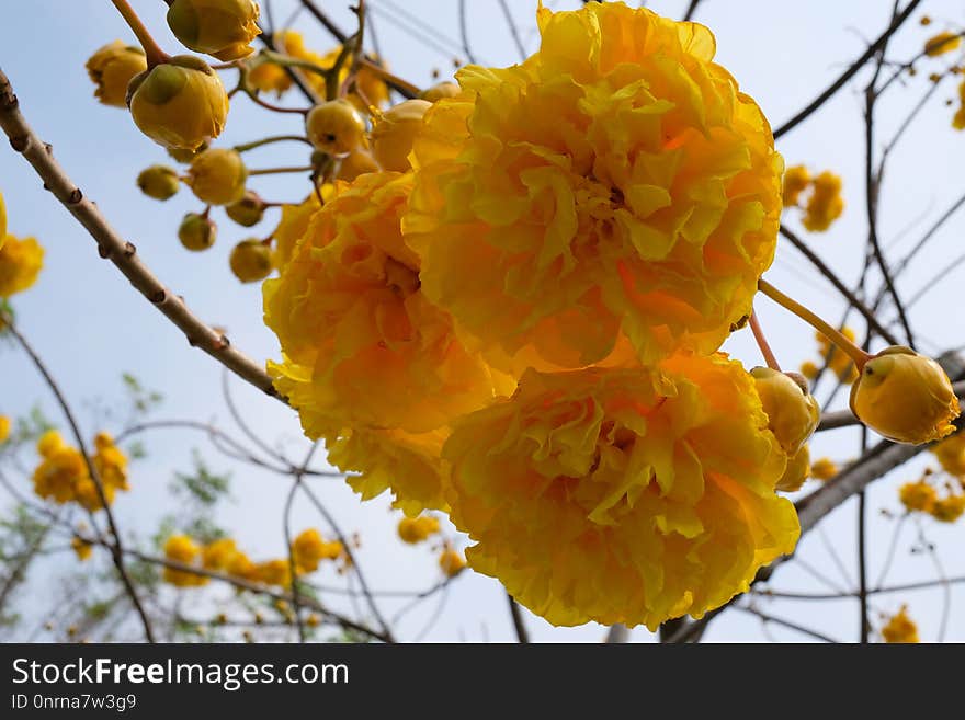 Yellow, Flower, Spring, Flowering Plant