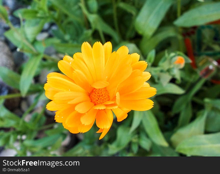 Flower, Yellow, Flora, Plant