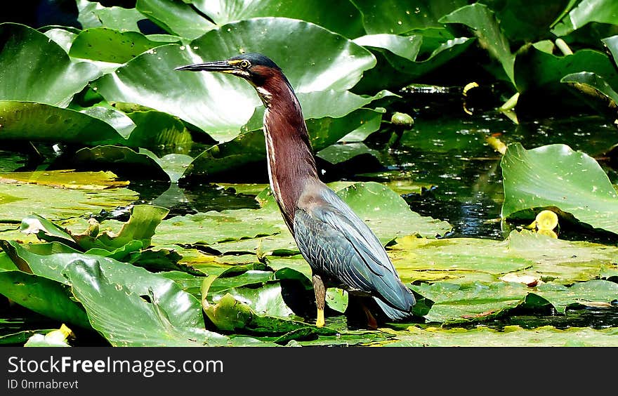 Bird, Fauna, Ecosystem, Water