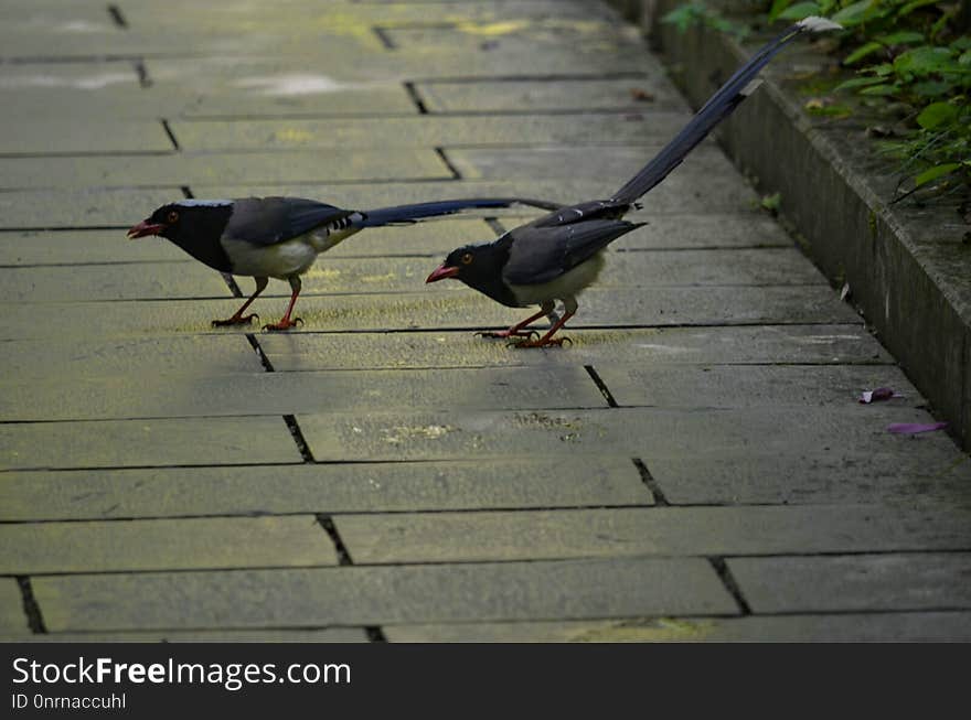 Bird, Fauna, Beak, Wildlife