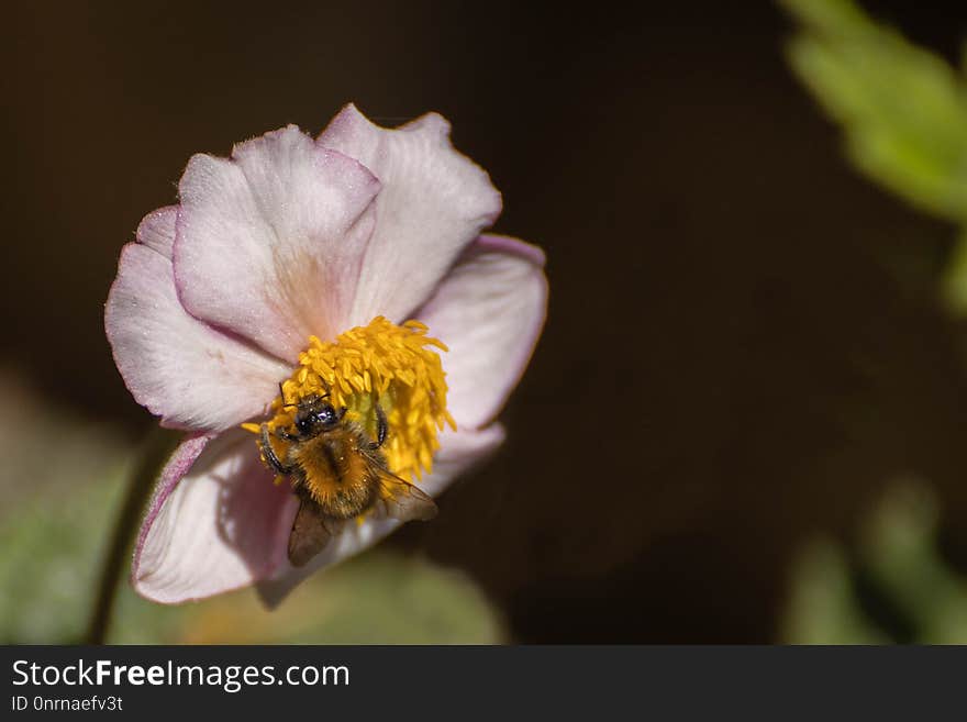 Flower, Nectar, Flora, Bee