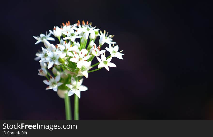 Flower, Plant, Flora, Flowering Plant