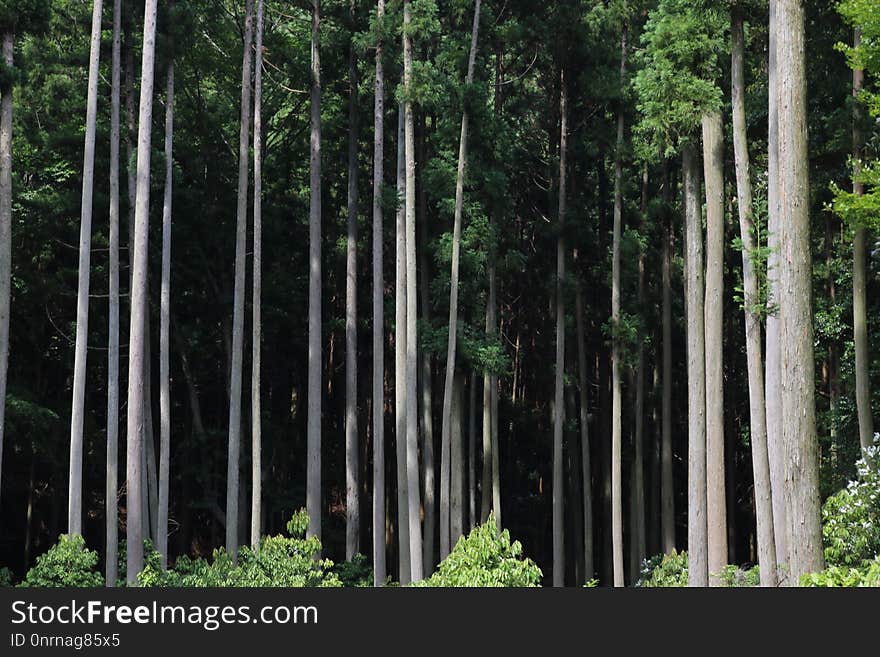 Vegetation, Forest, Ecosystem, Tree