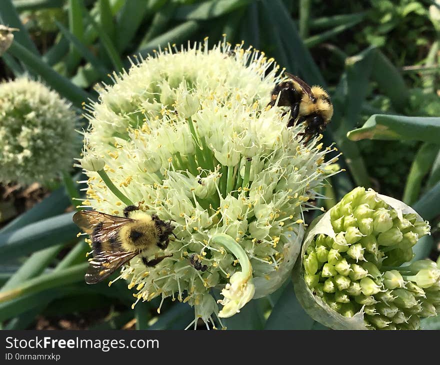 Flora, Bee, Membrane Winged Insect, Pollen