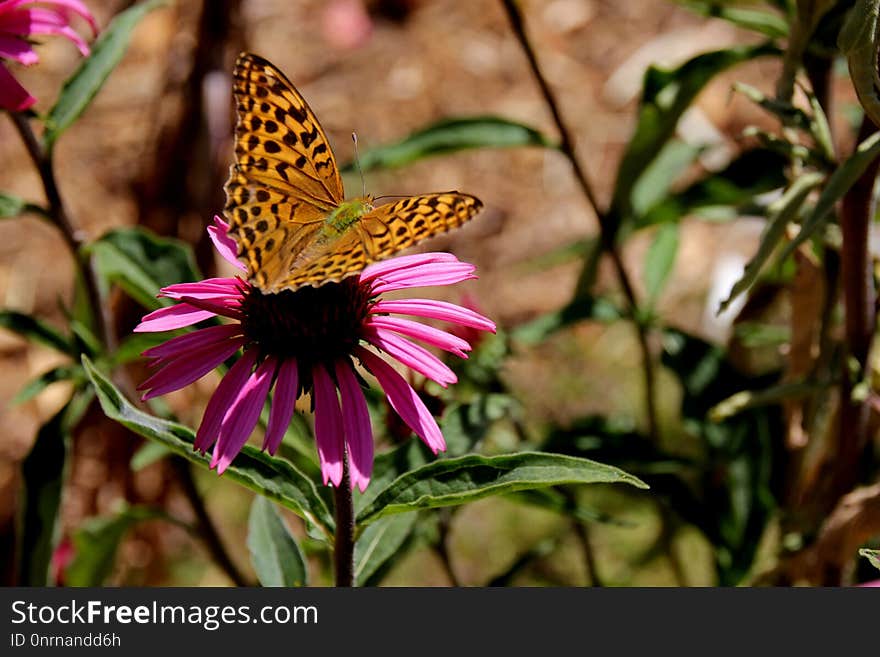 Butterfly, Flower, Moths And Butterflies, Monarch Butterfly