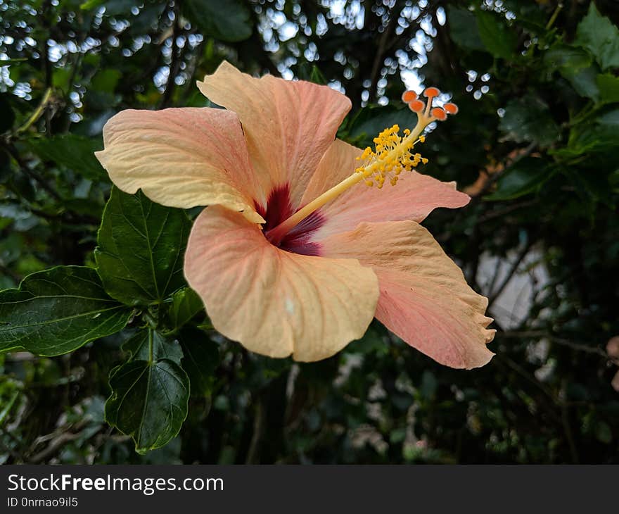 Flower, Plant, Hibiscus, Flowering Plant