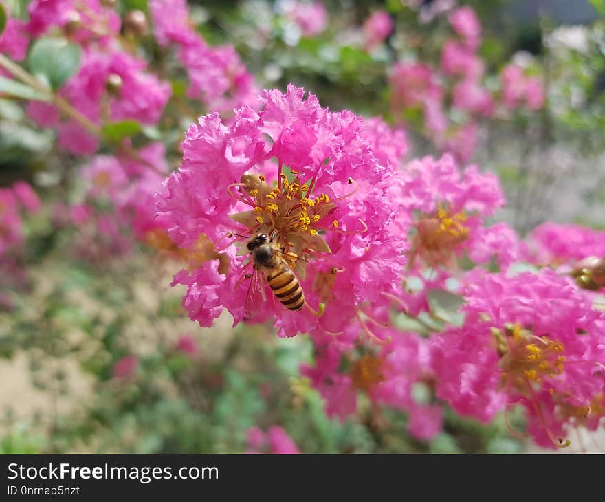 Flower, Pink, Flora, Nectar