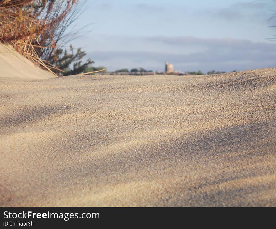 Sky, Sand, Morning, Grass Family