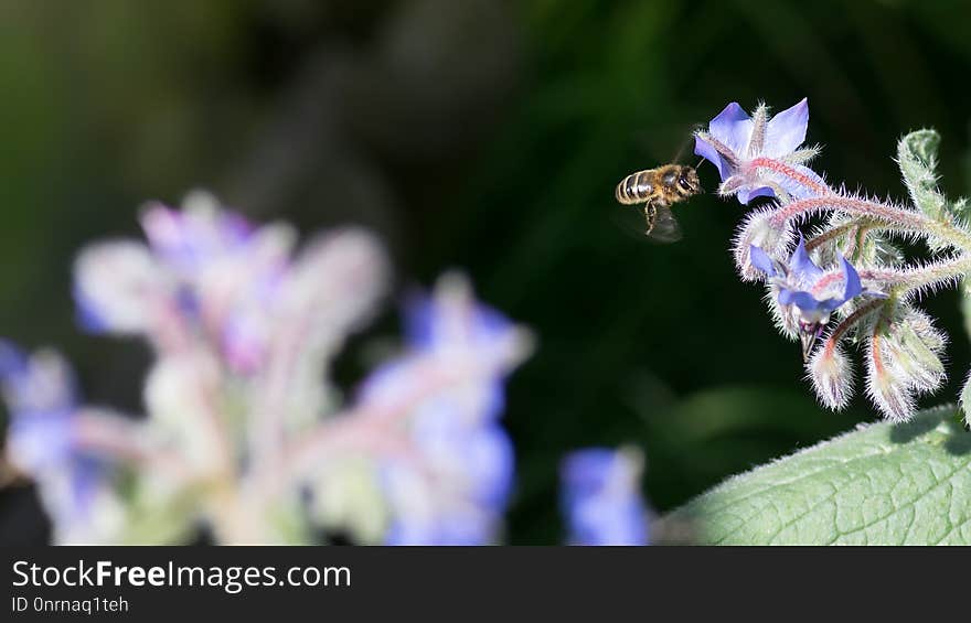 Honey Bee, Bee, Nectar, Membrane Winged Insect