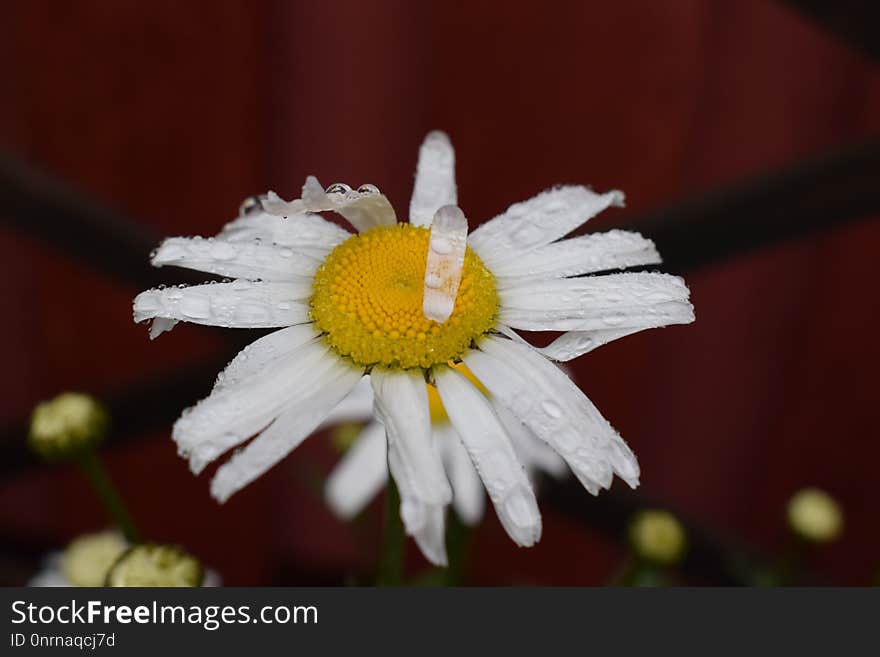 Flower, Oxeye Daisy, Flora, Macro Photography