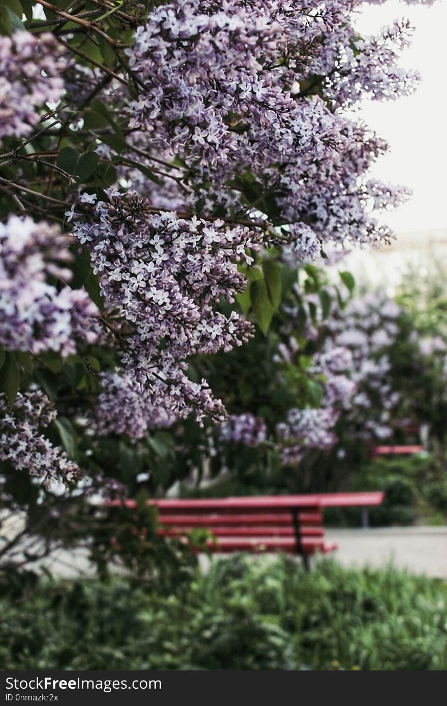 Plant, Flower, Spring, Tree