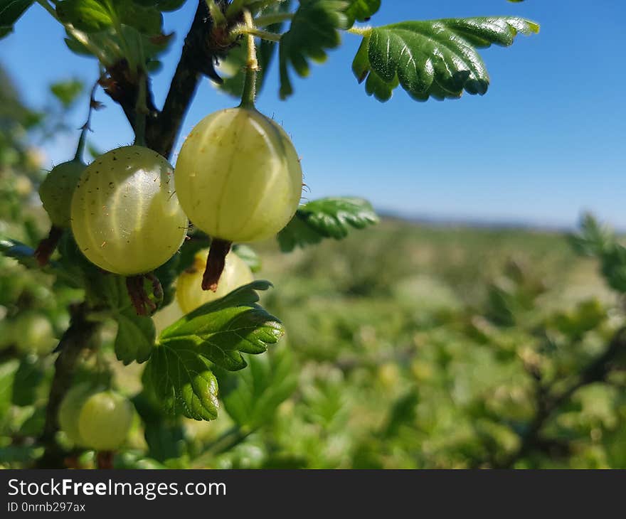 Gooseberry, Fruit, Vegetation, Berry