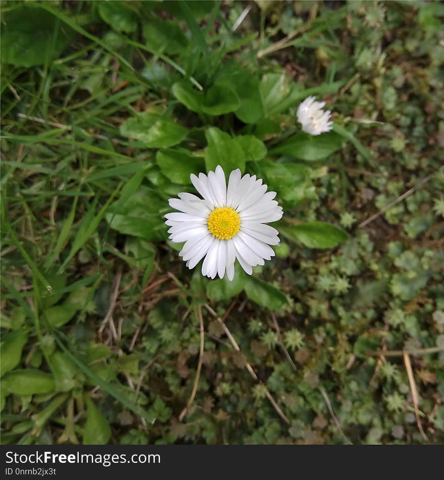 Flower, Plant, Flora, Flowering Plant