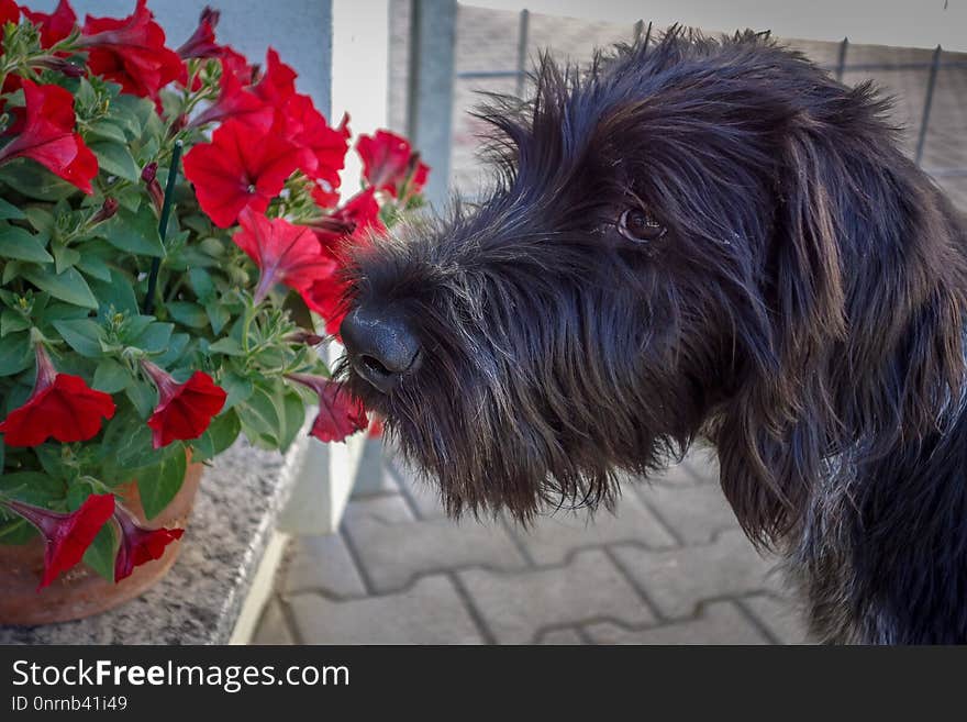 Dog, Dog Like Mammal, Dog Breed, Snout