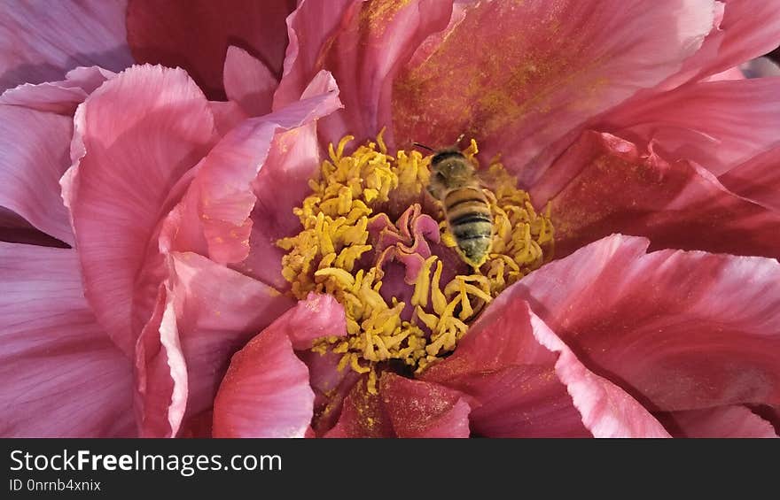 Flower, Peony, Flowering Plant, Petal