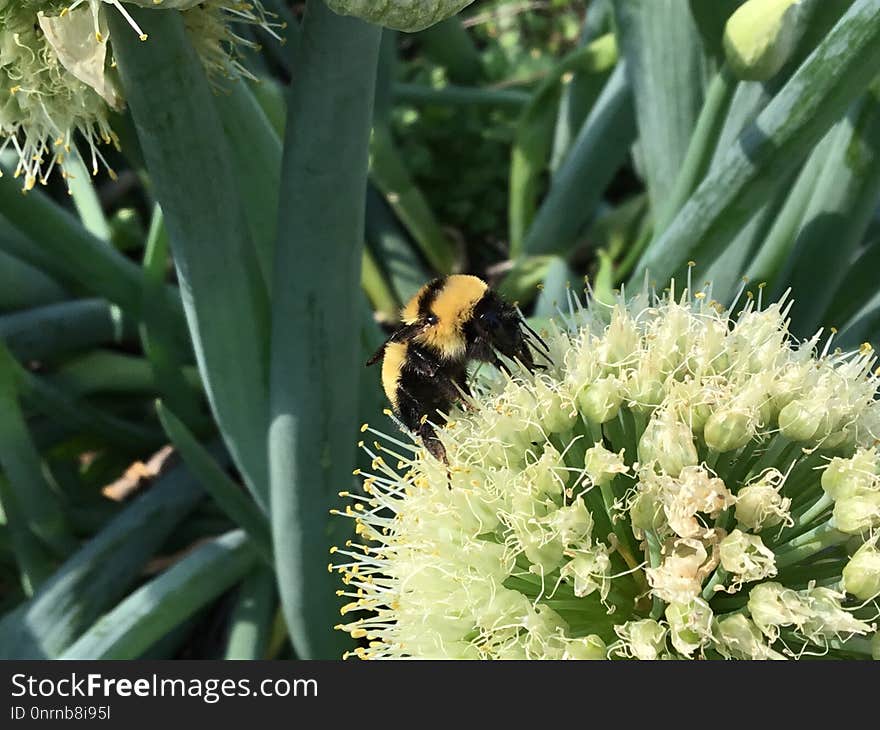 Bee, Bumblebee, Membrane Winged Insect, Insect